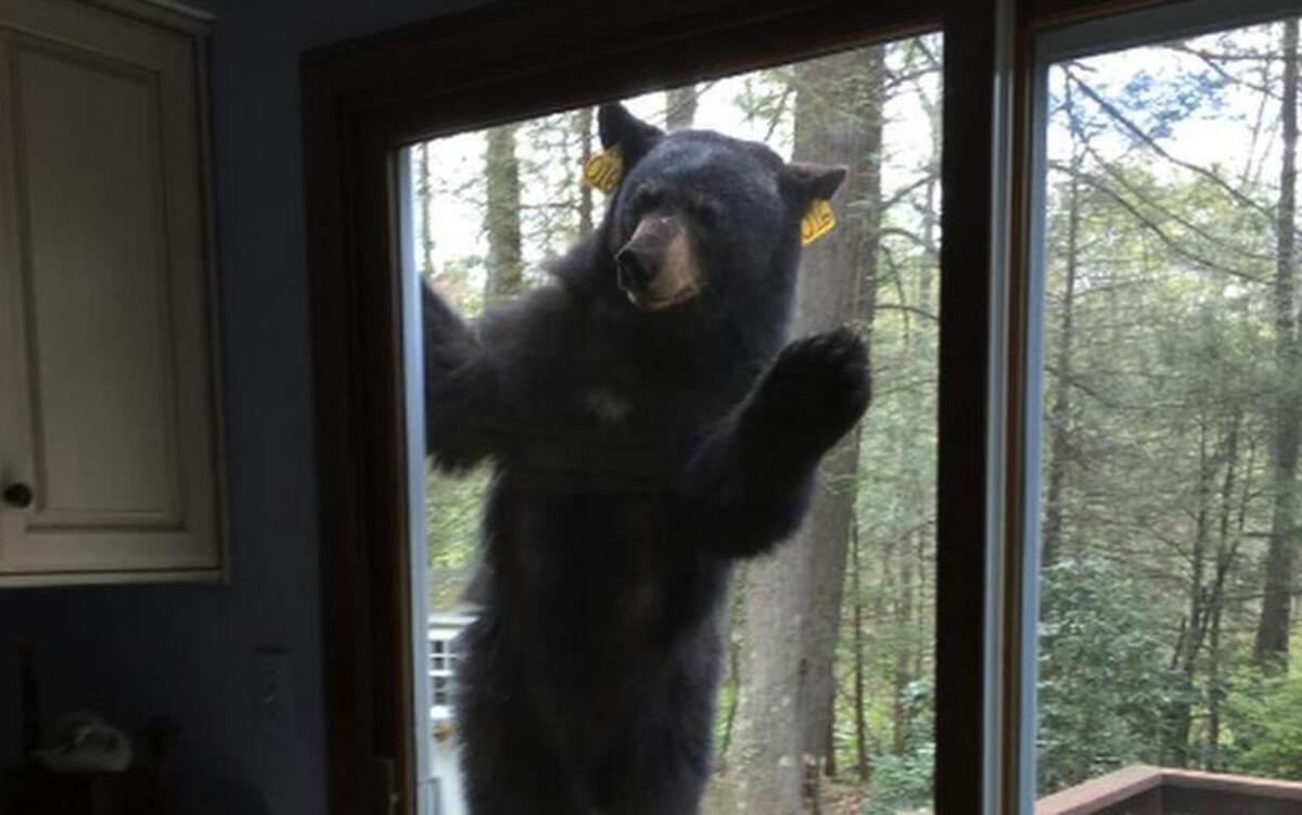 This Connecticut bear couldn’t resist the sweet smell of chocolate.