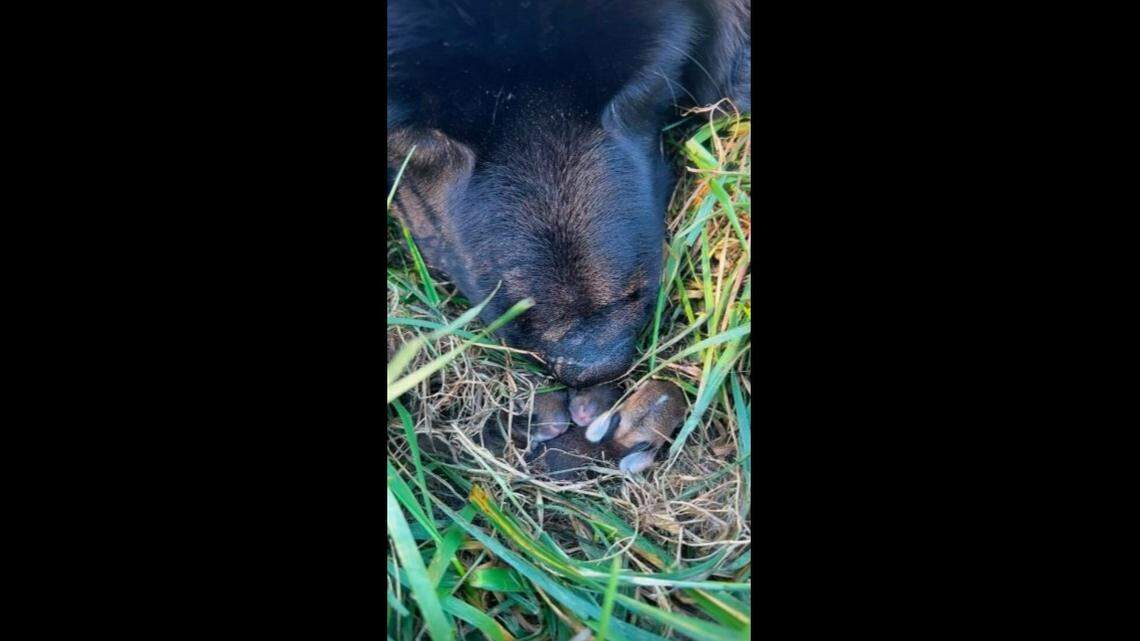 Zuri, a 4-year-old Newfoundland dog, believed she was the mom to three baby bunnies in Ohio.