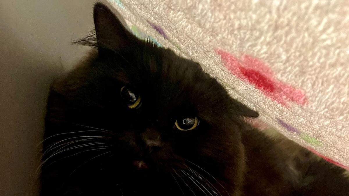 A “grumpy” cat softened slightly when placed in a quiet, low-traffic environment with blanket forts, the Nebraska shelter said.