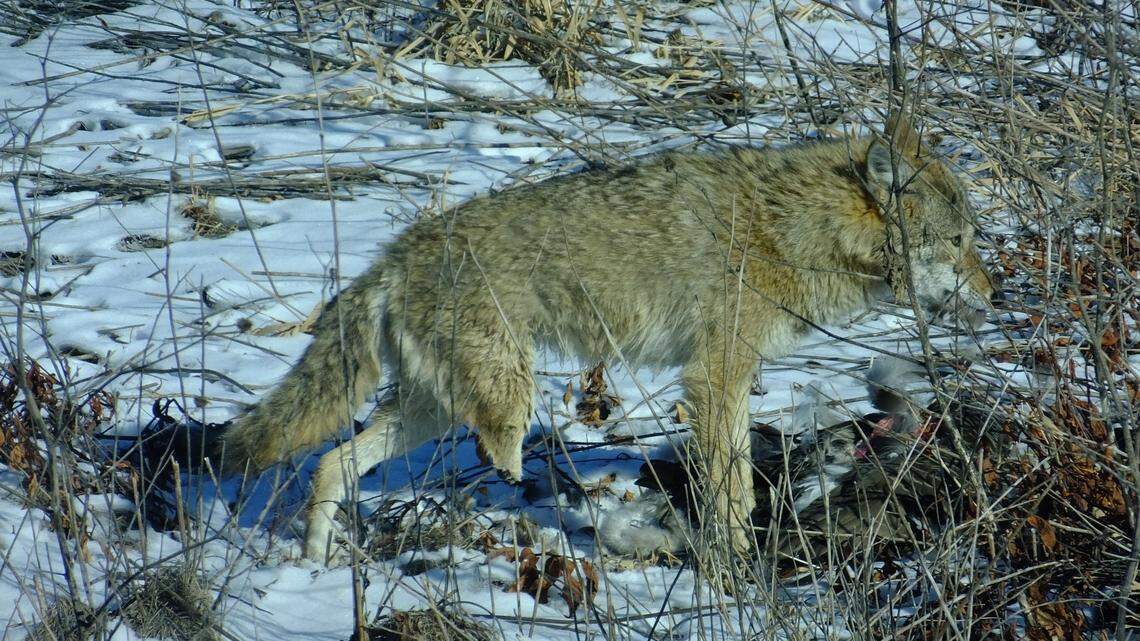 Park rangers have seen what they believe is the same coyote three winters in a row, surviving harsh winter conditions despite missing a leg.