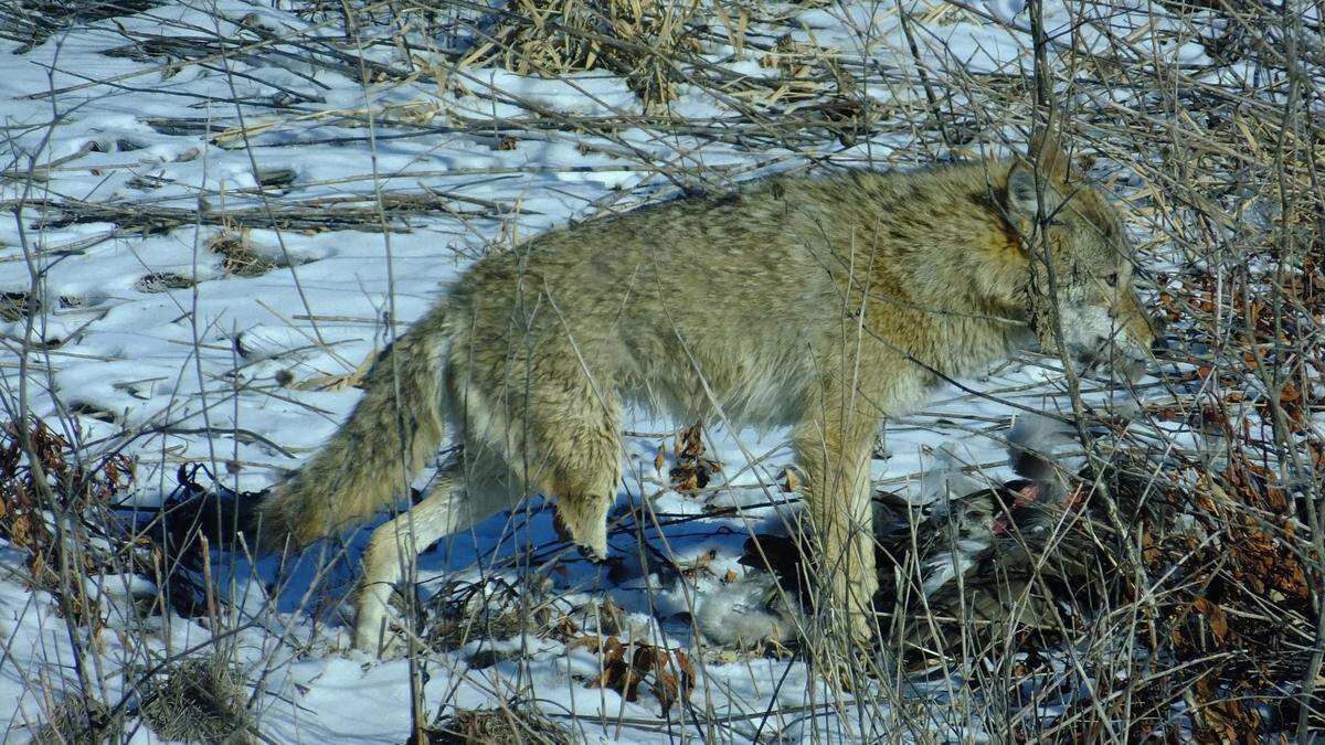 Park rangers have seen what they believe is the same coyote three winters in a row, surviving harsh winter conditions despite missing a leg.