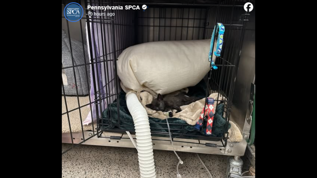 A kitten that was “dangerously thin” is on the mend, a Pennsylvania shelter said.