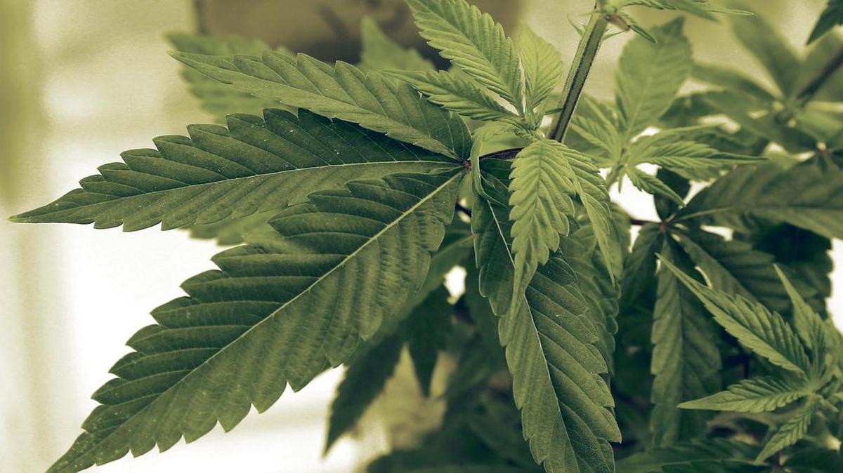 New traffic crash data suggest that the number of deaths while driving “high” is increasing in the United States — and it might get worse as more states legalize marijuana.