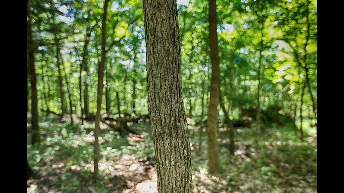 A rarely seen predator was recently found dead in the Arkansas wilderness, and it’s not clear how it died, according to officials.