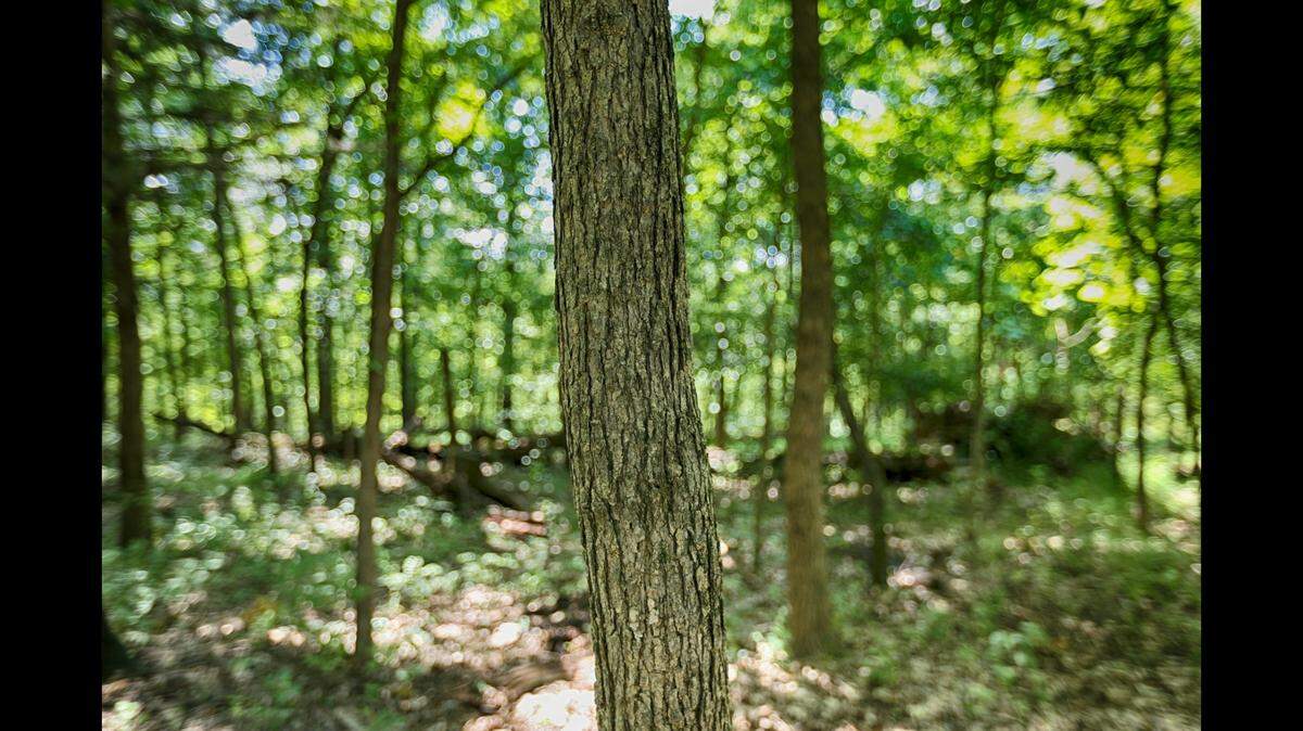 A rarely seen predator was recently found dead in the Arkansas wilderness, and it’s not clear how it died, according to officials.