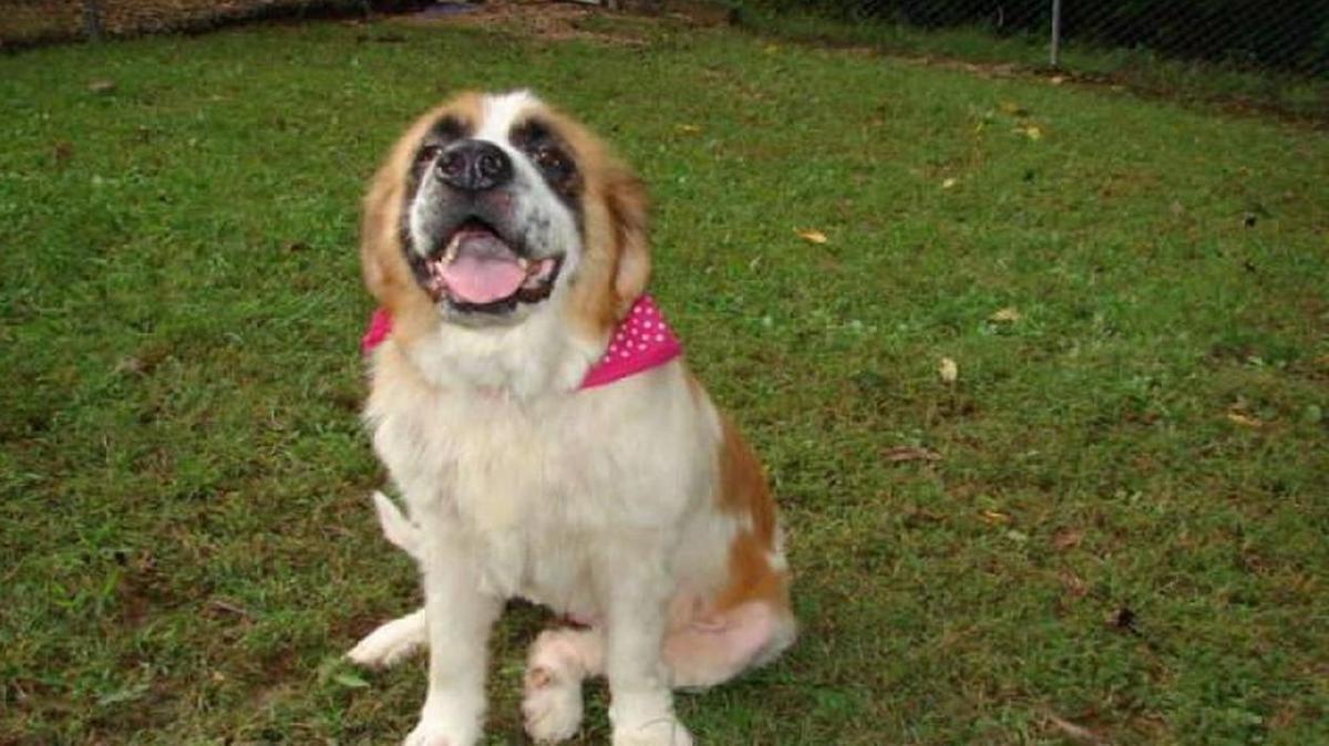 This is Missy, stolen from a Colorado backyard five years ago. She showed up in Missouri last week.