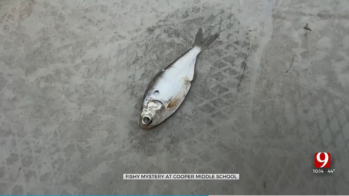A middle school principal in Oklahoma found 50 fish that had fallen from the sky.