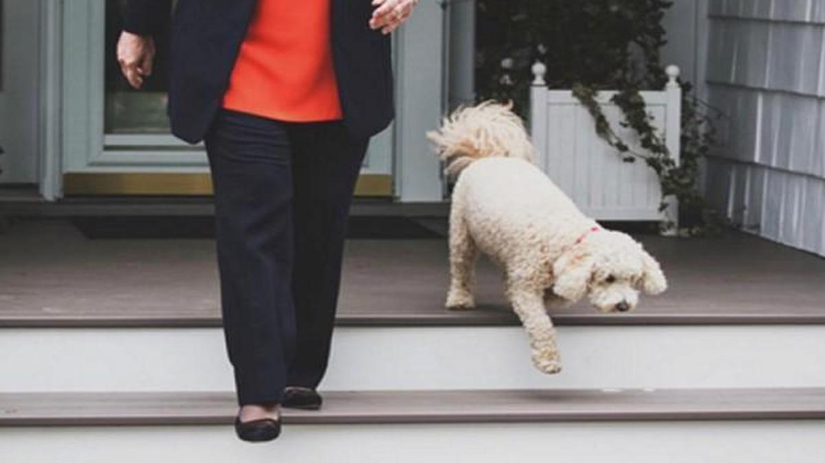 Hillary Clinton is said to have two dogs, Tally and Maisie. She posted this photo to Instgram for National Dog Day in 2015.