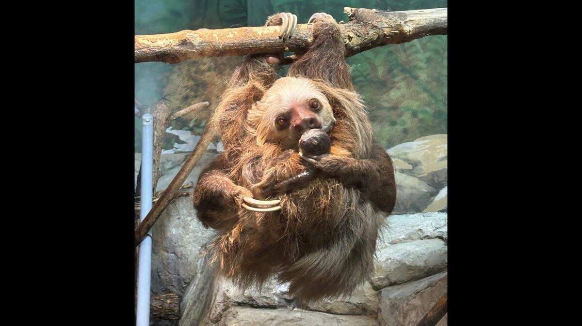 Sago, a six-year-old sloth, with her newborn baby after giving birth in front of zoo guests.