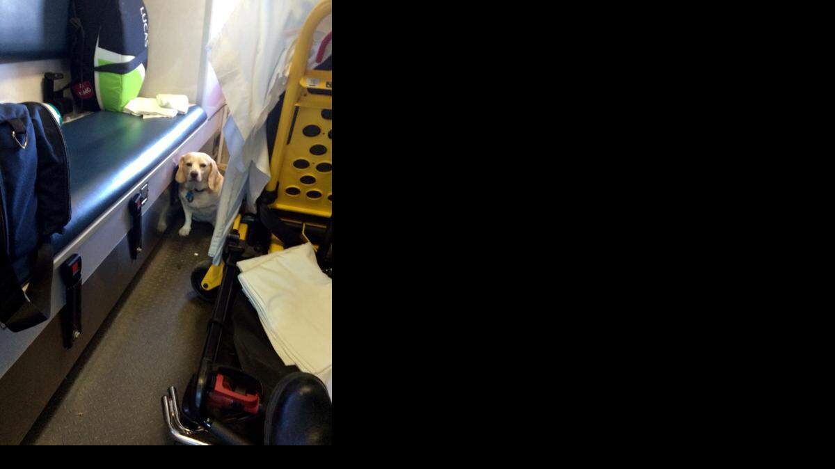 
Buddy, a 4-year-old part-beagle, in the back of an ambulance in Mason, Texas

