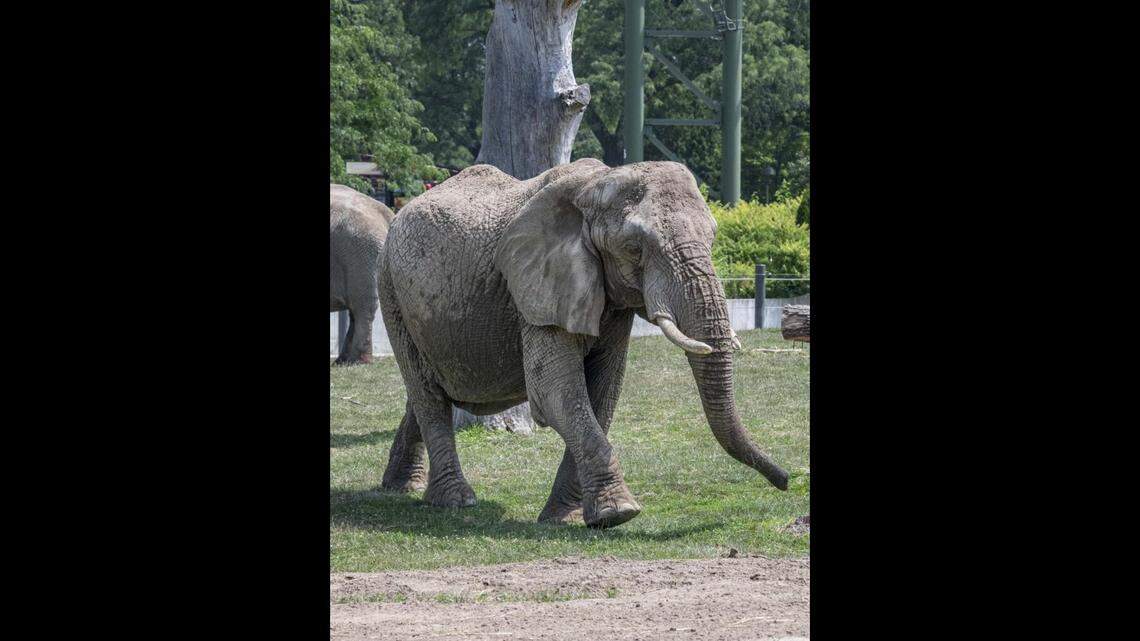 Zookeepers said that Ruth kept them busy with her “feisty and sassy attitude.”