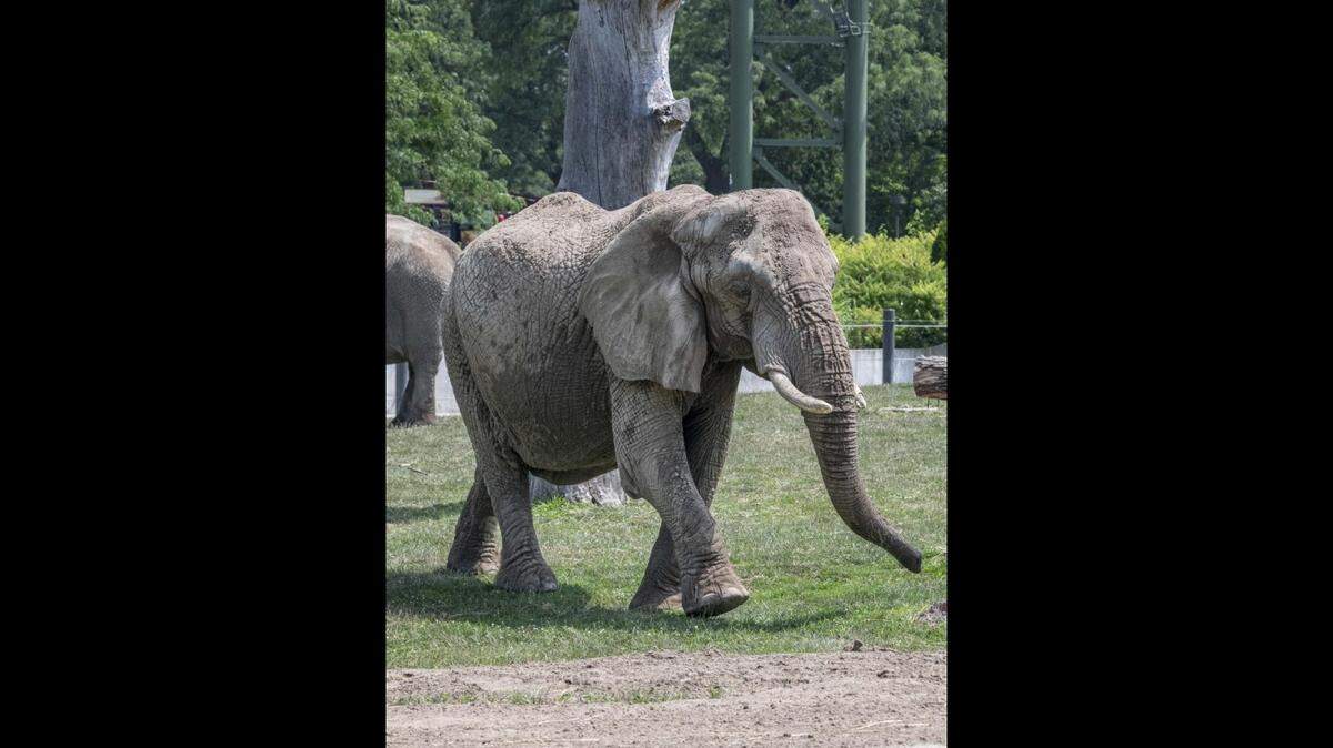 Zookeepers said that Ruth kept them busy with her “feisty and sassy attitude.”