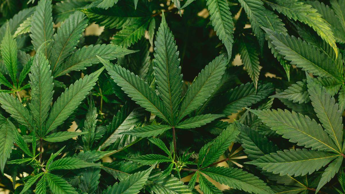 A former state employee is accused of using her job to forge a medical marijuana card, South Dakota prosecutors said.