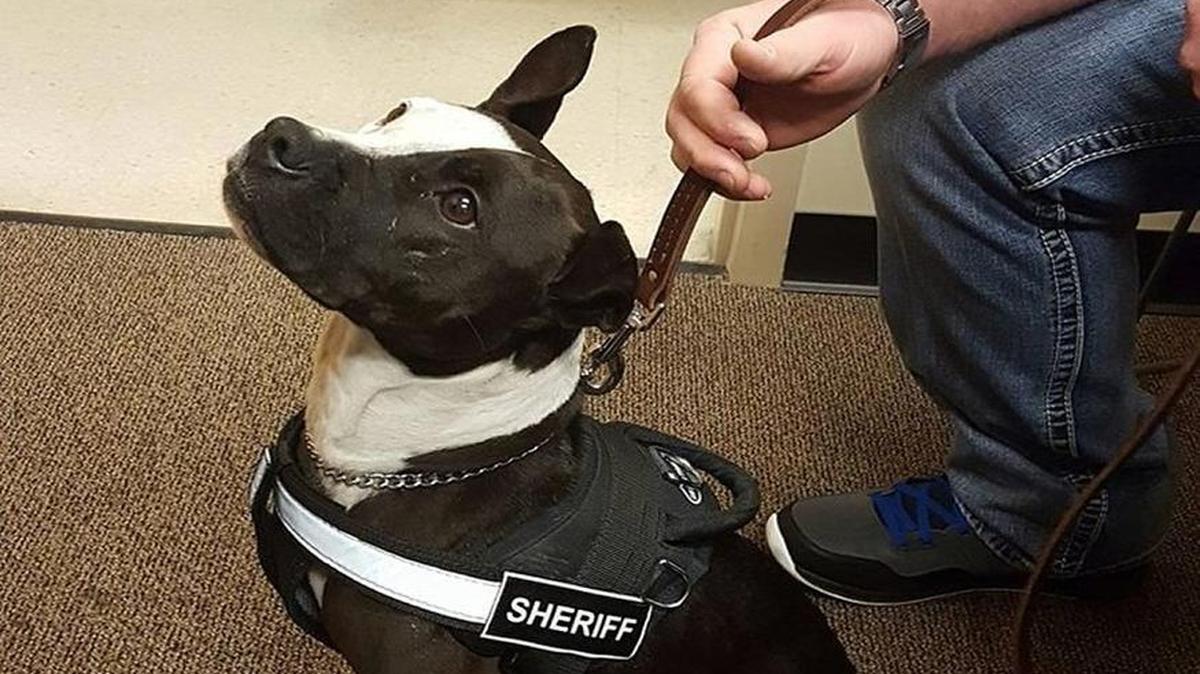 Phantom, a rescued pit bull, has taken a job as a K-9 police dog with the Clay County (North Carolina) Sheriff’s Department.
