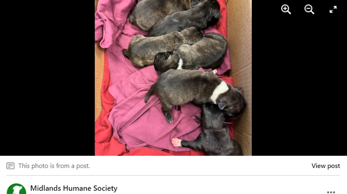 Puppies were found abandoned in a cardboard box and were rescued by a shelter.