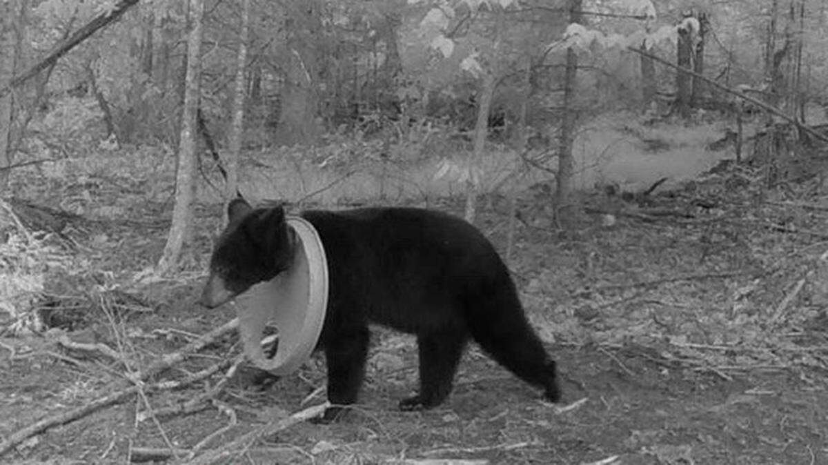 A trail camera on private property in Hillman, Michigan, captured this photo of a black bear with a lid stuck on its neck.