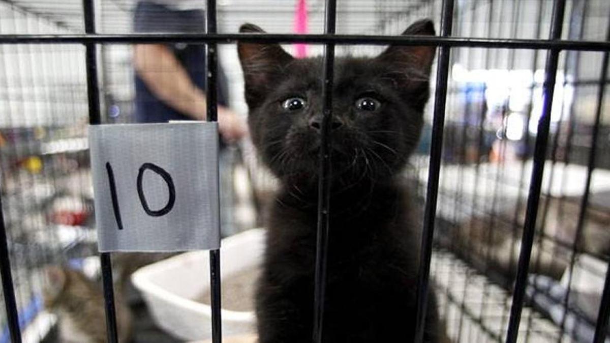 Animal shelters and rescues have started relaxing bans against October adoptions of black cats.