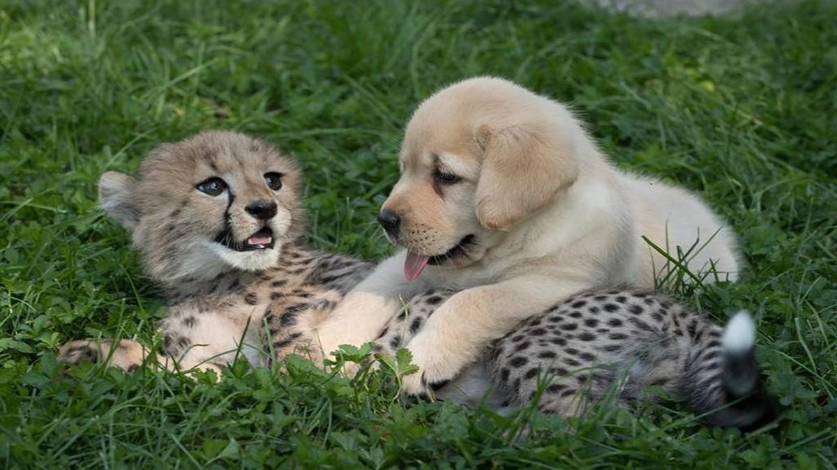 The Columbus Zoo and Aquarium introduced Emmett, a 10-week-old cheetah cub, and Cullen, a 7-week-old puppy, to the public in a Facebook post before the Labor Day weekend.