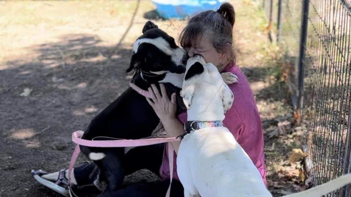 A pair of dogs were brought into an Arkansas animal shelter as strays on different days and from different areas. They turned out to be mother and daughter missing from the same home.