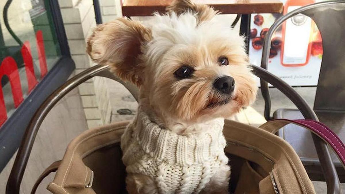 Does my hair look OK? Popeye the Foodie is an Instagram sensation.