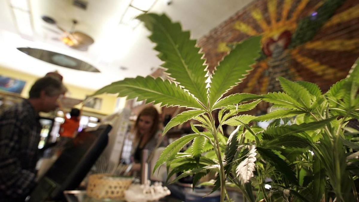 Medicinal marijuana plants