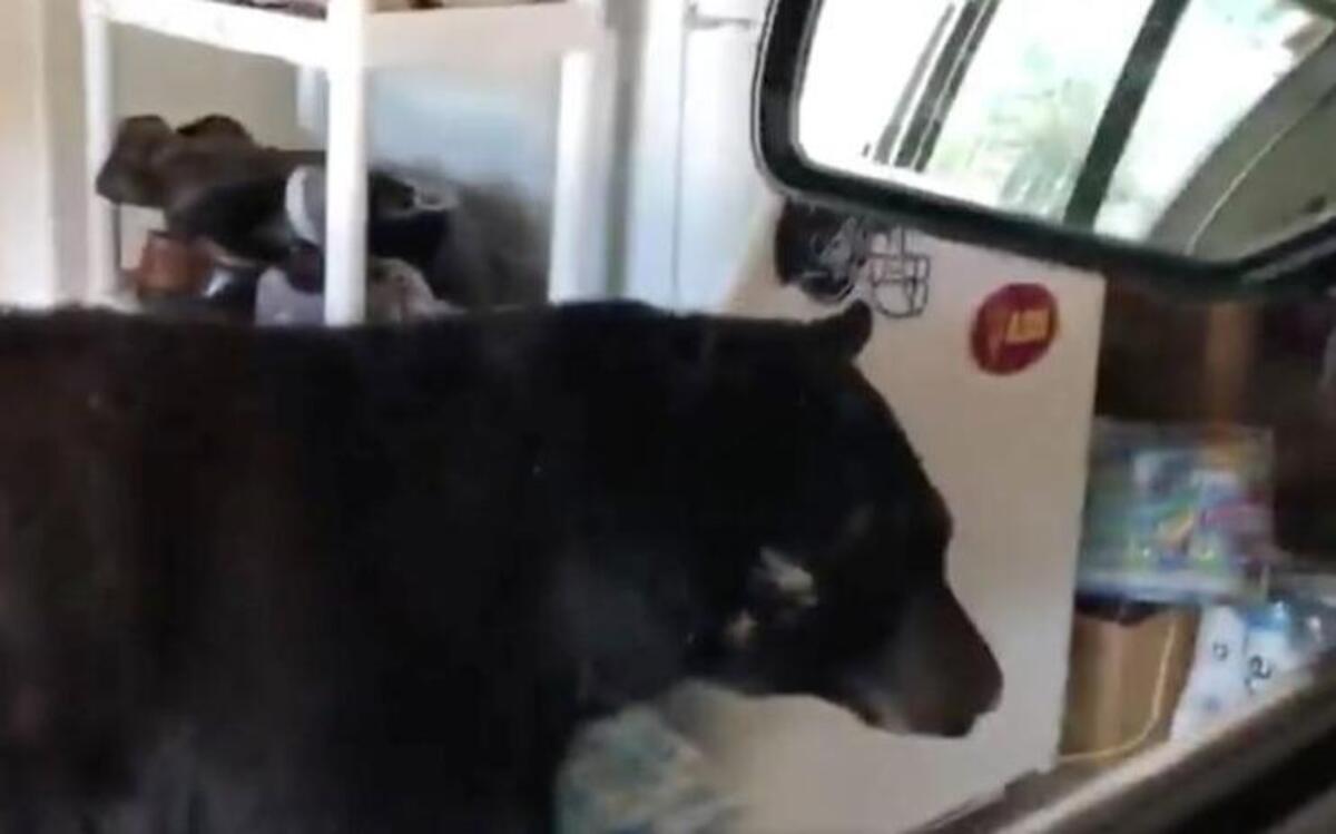 Denielle Backstrom of Colorado Springs had a fright this week when this bear followed her into her garage. She reported the bear to state wildlife officials who how must euthanize the animal, and people aren’t happy about that.