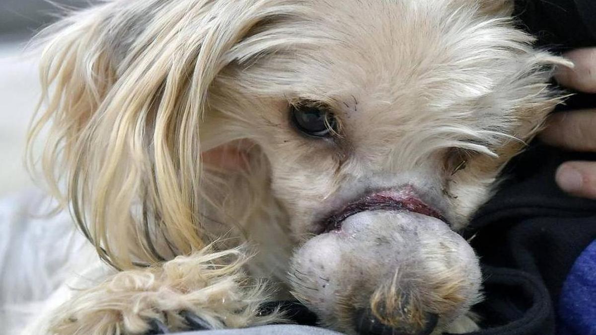 Bannister the Yorkshire terrier mix was nursed back to health at KC Pet Project last week after someone apparently had bound Bannister’s mouth closed.