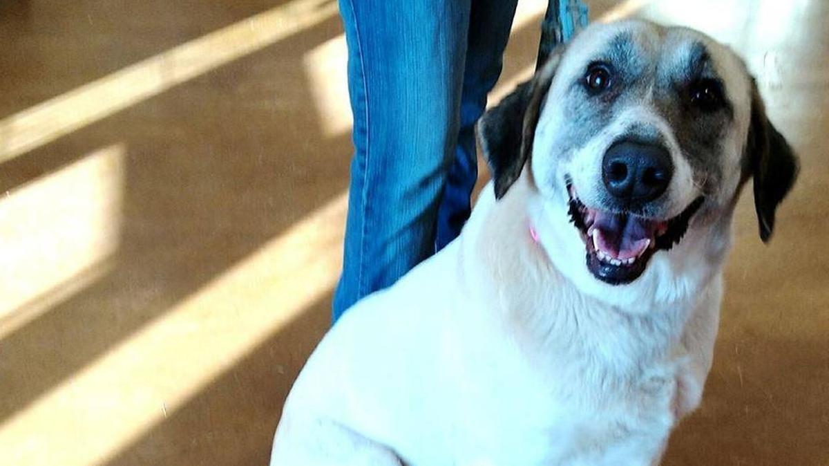 Very sweet, very calm, very docile, very determined. Cathleen the dog missed her family so much after they had to give her up that she walked more than 40 miles to reunite with them.