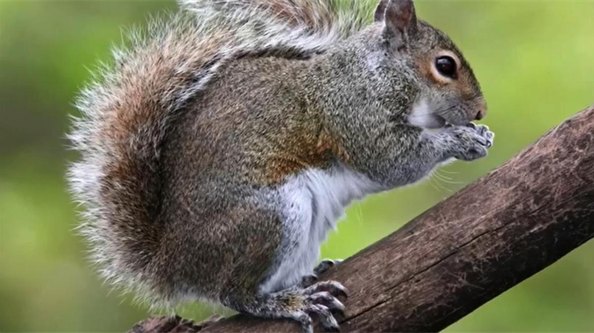 At least five people have been attacked by an “unusually aggressive” squirrel (not this cute one) in a Brooklyn park, and authorities are urging victims to get examined for rabies.