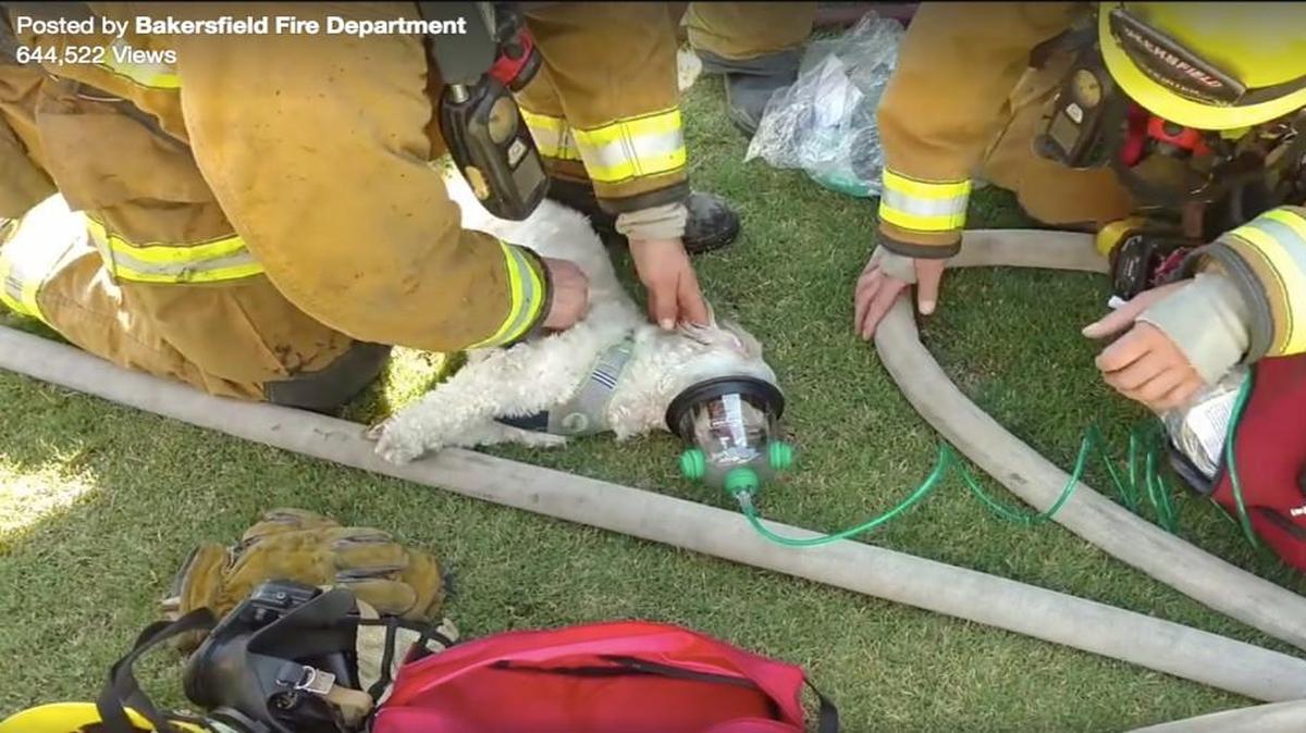 Firefighters in Bakersfield, Calif. worked quickly to revive a tiny dog named Jack on Wednesday after the pet was overcome with smoke in a house fire. Video of the rescue has nearly 700,000 views on Facebook.