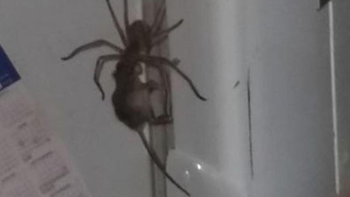This spider carried a mouse up and down the side of a refrigerator in Queensland, Australia. Scared?