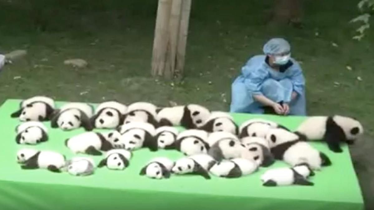 Twenty-three giant panda cubs made their public debut at the Chengdu Research Base of Giant Panda Breeding in China on Thursday.