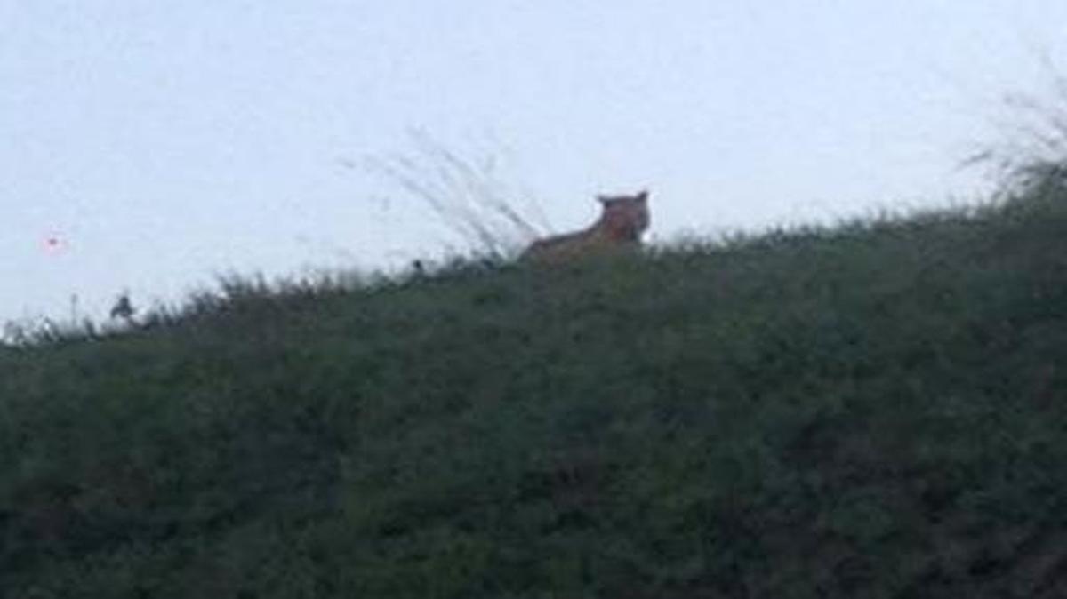
This photo provided by the town council of Montebrain, east of Paris, Thursday, Nov.13, 2014 shows what is described as a tiger. 
