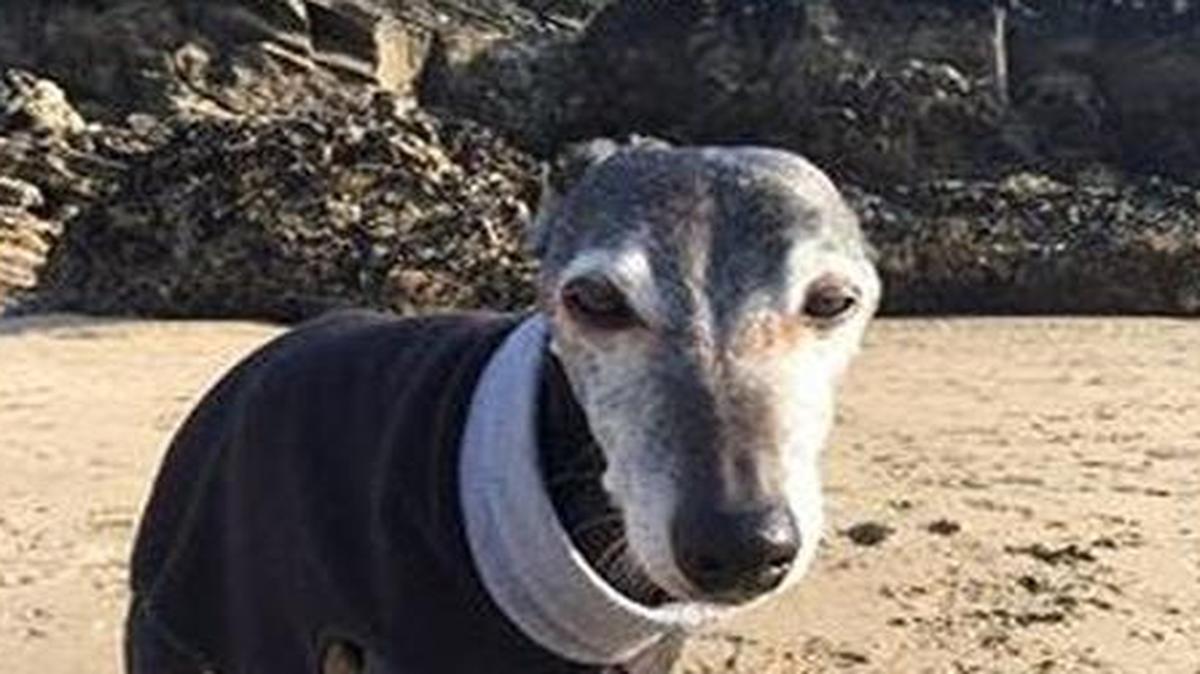 A British dog named Walnut was surrounded by the love of hundreds of strangers before he took his last breath.