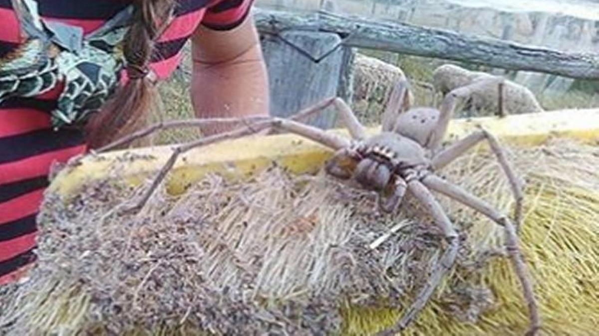 Say cheese! This photo of a giant huntsman spider, taken last year in Australia, is driving the internet nuts.