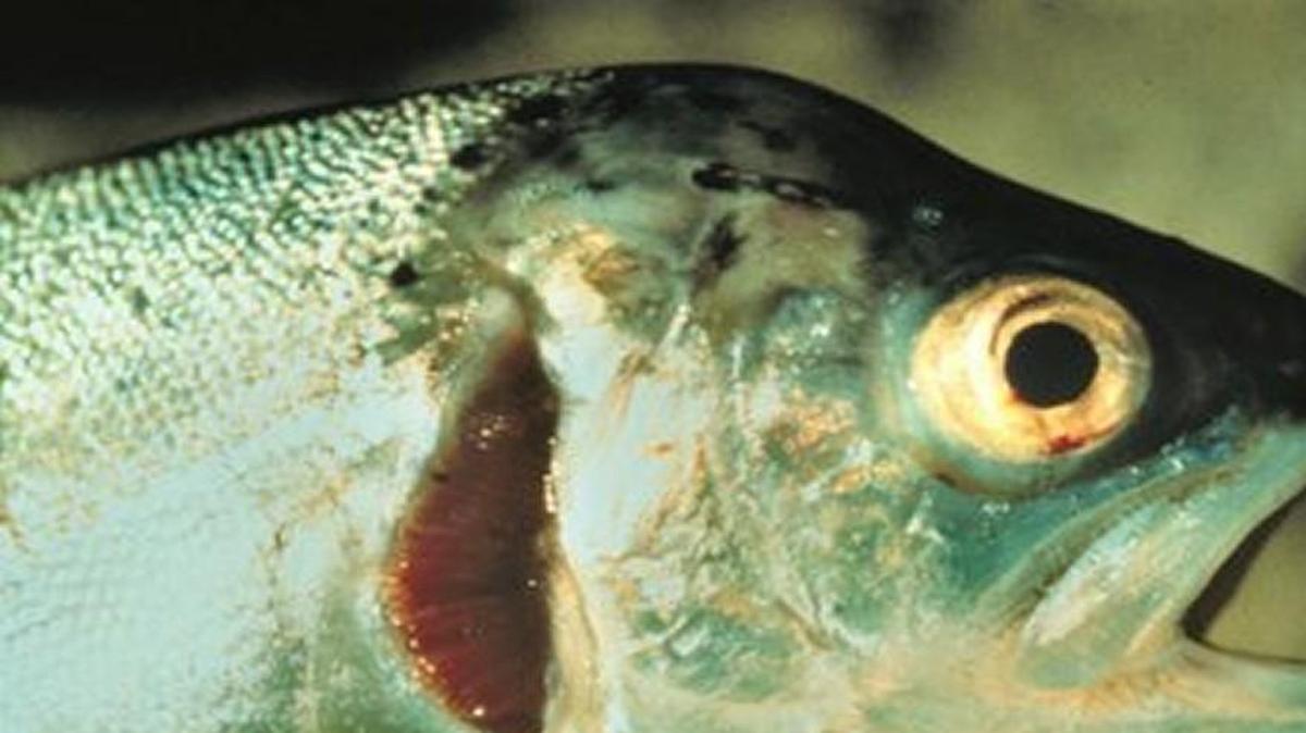 This was the reaction in Denmark when about 80,000 rainbow trout were accidentally released into the Baltic Sea on Tuesday.