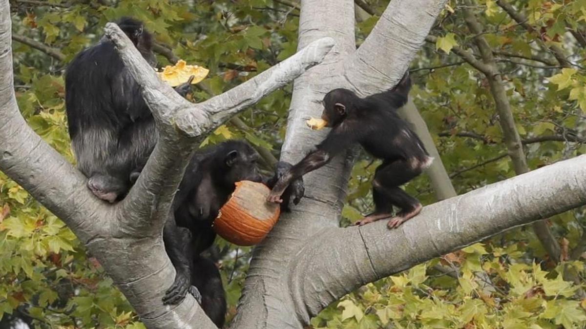 Scientists at the Leiden University in the Netherlands have discovered that chimps can recognize each other by their butts the way humans recall faces.