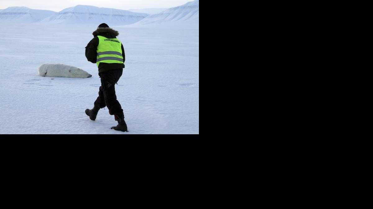 
A local representative of the Norwegian archipelago of Svalbard walks toward the dead body of a polar bear that attacked a tourist camp 
