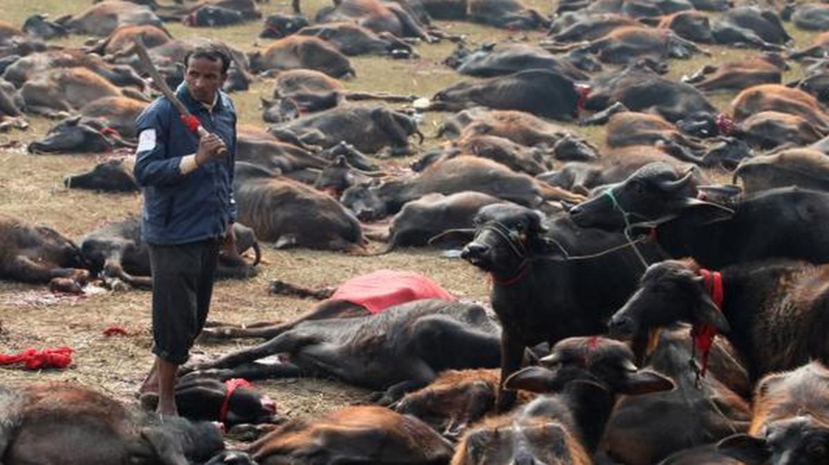 
A butcher stands beside slaughtered buffaloes during a mass sacrifice ceremony at Gadhimai temple in the jungles of Bara district.
