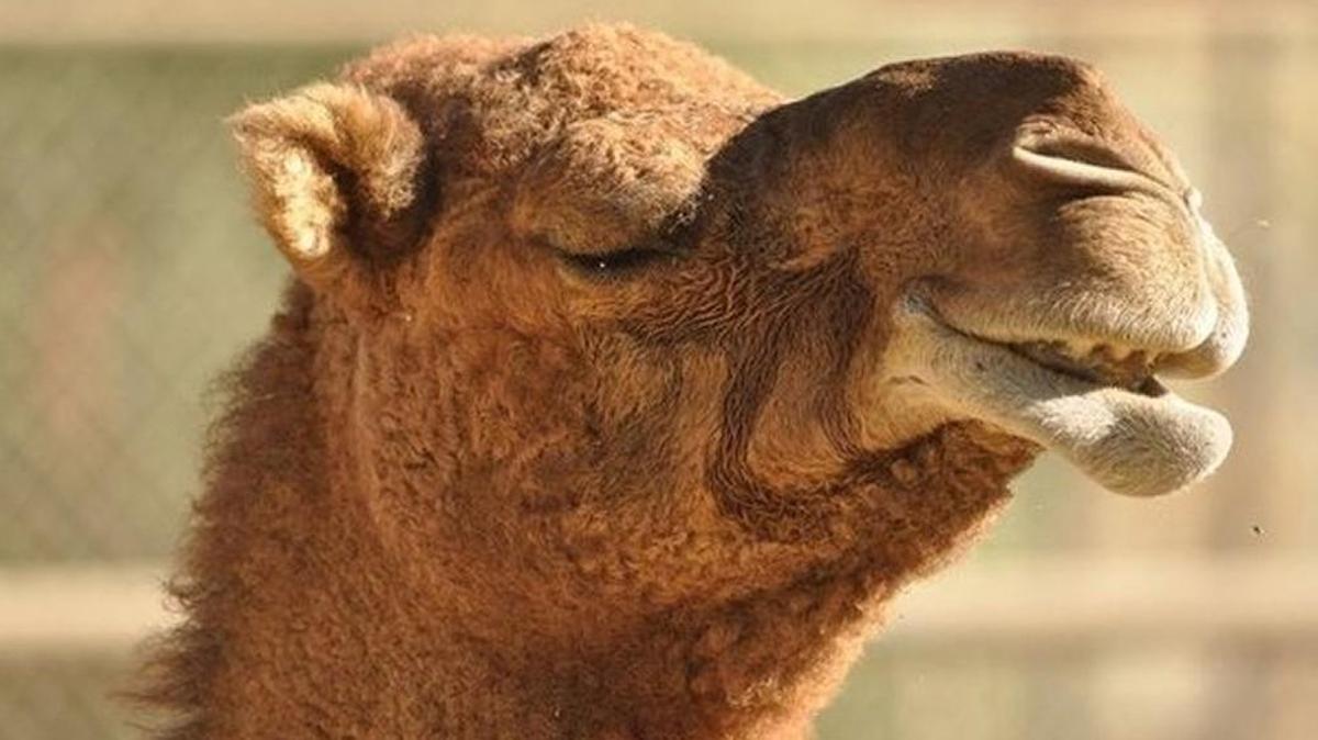 A dozen camels in a “beauty pageant” in Saudi Arabia were disqualified because their handlers used Botox to plump up their lips and jaws.