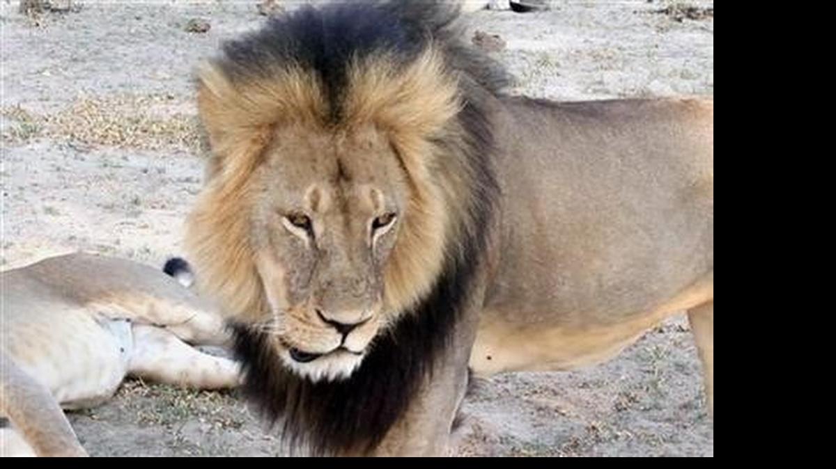 
Cecil the Lion
