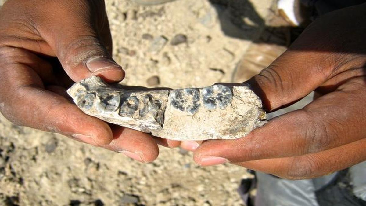
A lower jaw found in Africa could mean that the Homo genus, the one we ourselves belong to, evolved some 400,000 years earlier than previously assumed:
