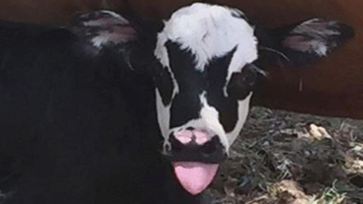 A calf born in Texas is turning heads because the black-and-white markings on its face make it look like legendary rocker Gene Simmons of Kiss.