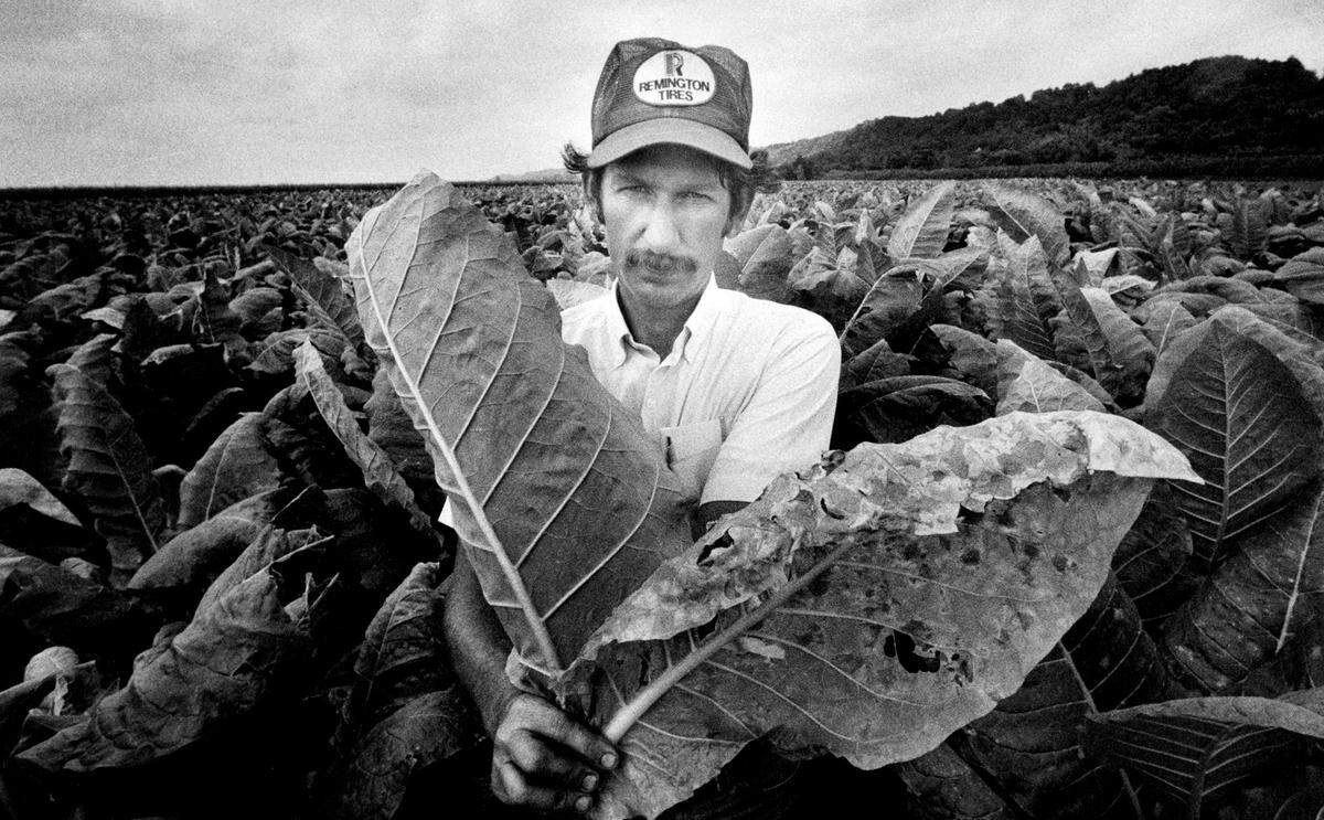 Gary Anderson, a Platte County tobacco farmer, holds a healthy tobacco leaf, left, and a leaf that was devastated by blue mold fungus near the bottom of the plant in this 1990 photo.