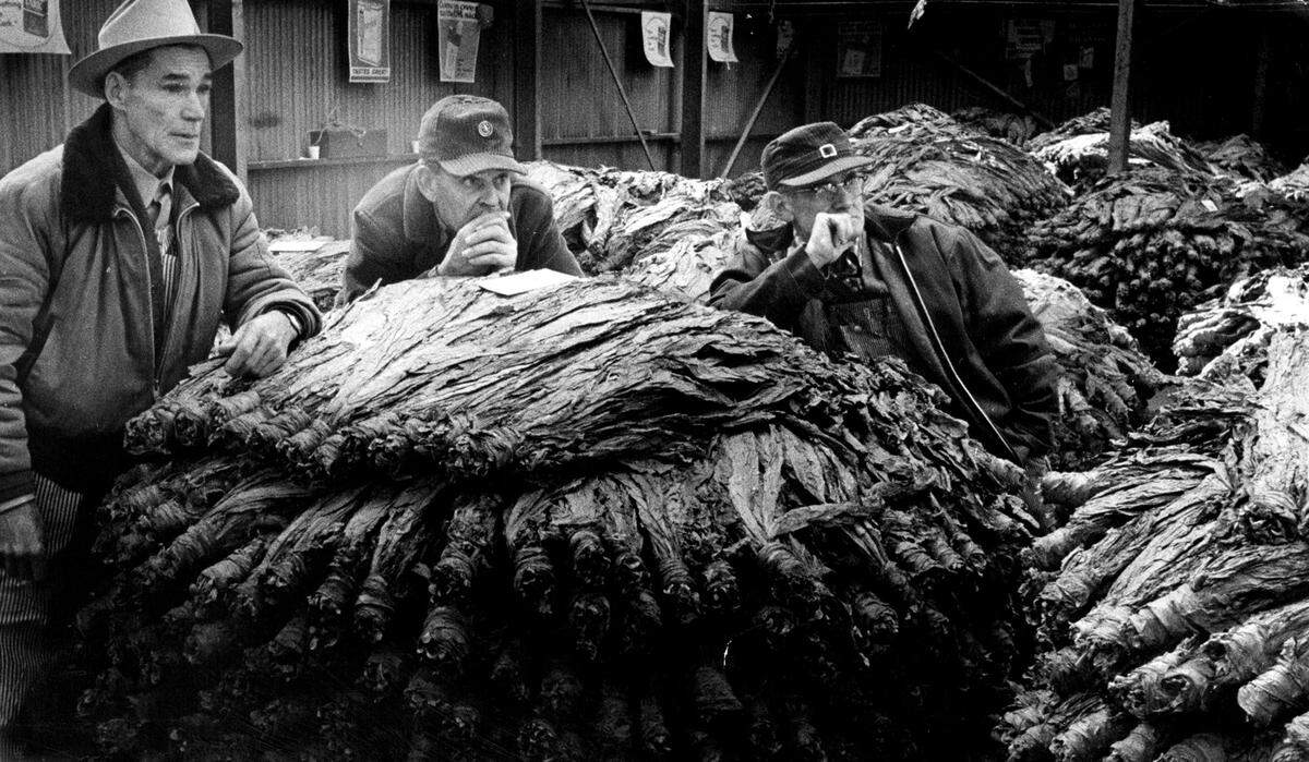 Three tobacco growers from Weston watch as inspectors from the Department of Agriculture grade the growers’ crops and set minimum prices in 1972. The growers are A. Smithers, left, Floyd Bramble and Ben Craven. The grading occurs daily at the Weston Burley House, Inc. After inspectors finish grading, the tobacco is auctioned to national tobacco companies.