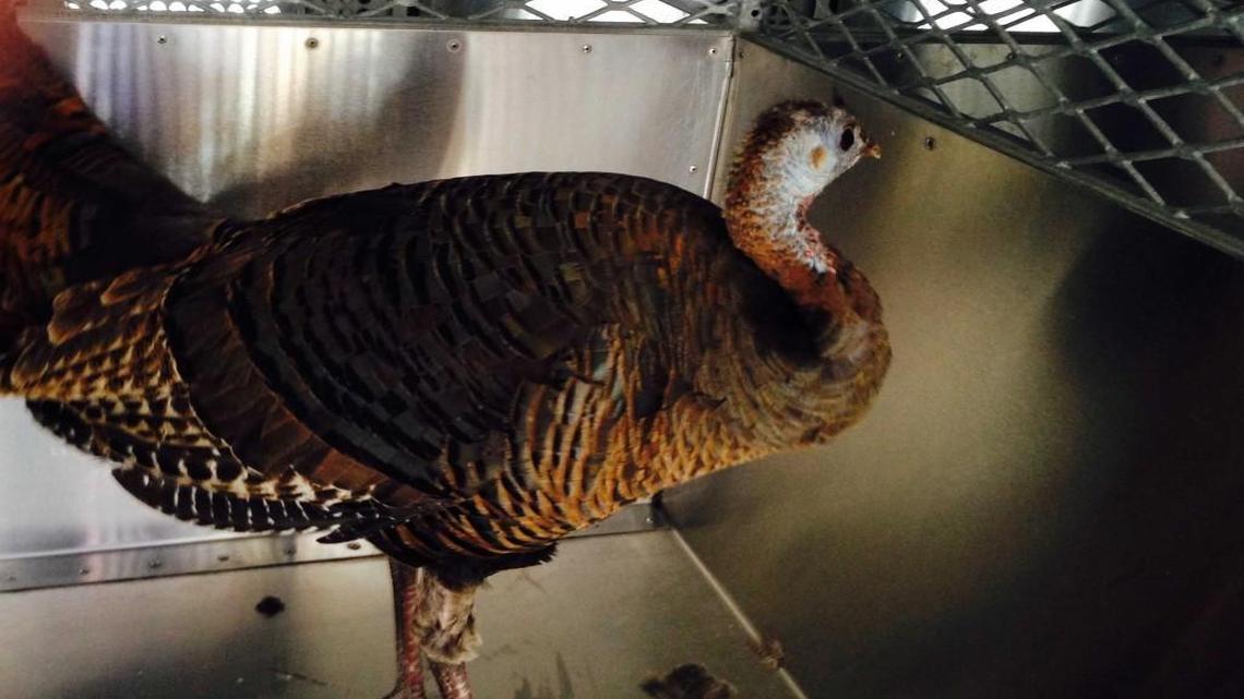 This turkey was tracked down by Kansas City animal control officers after it flew through a downtown window.