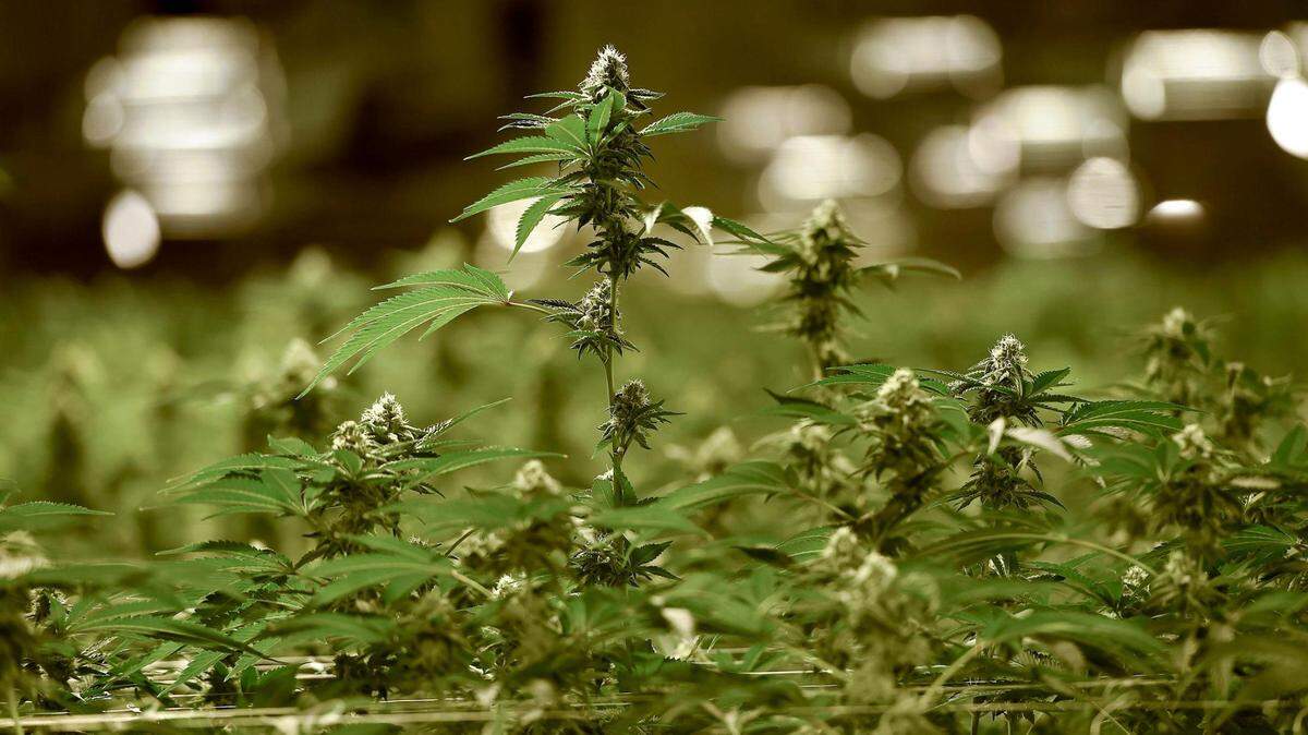 If Missouri passes Amendment 3, how will Kansas react to legal weed in KC metro?