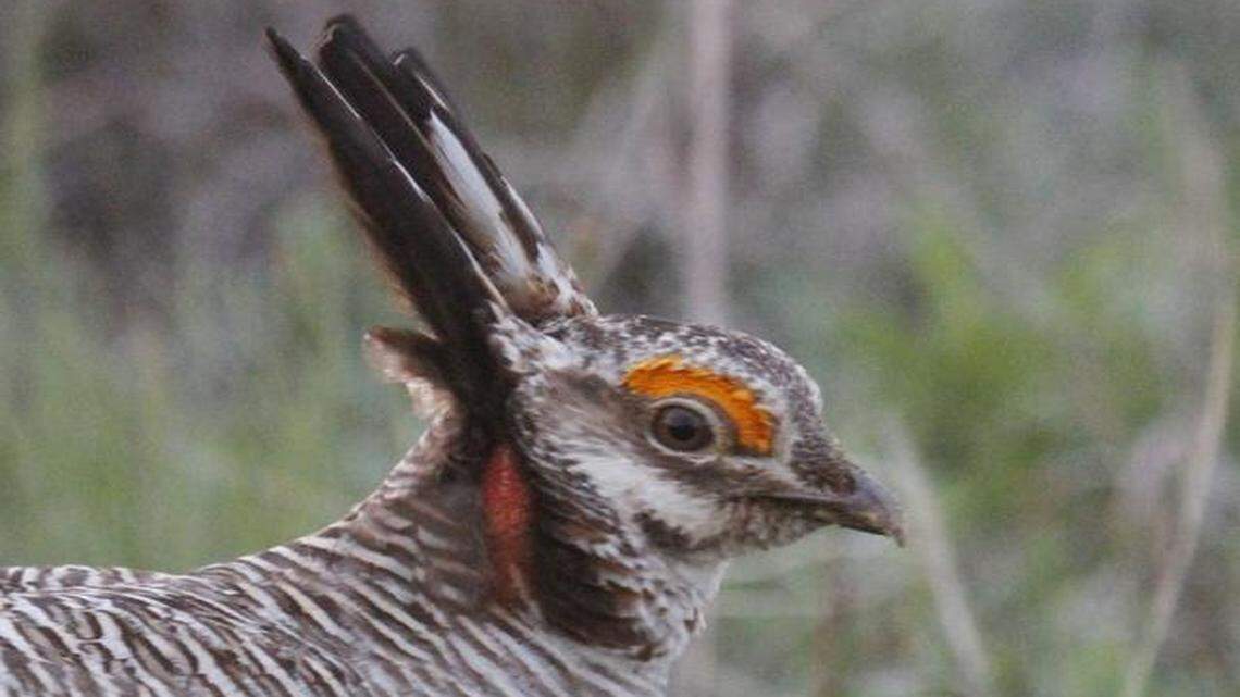 
The lesser prairie chicken was once plentiful in the Great Plains, but its habitat has shrunk by more than 80 percent since the 19th century. The bird lives primarily in Kansas but also in Texas, New Mexico, Oklahoma and Colorado.
