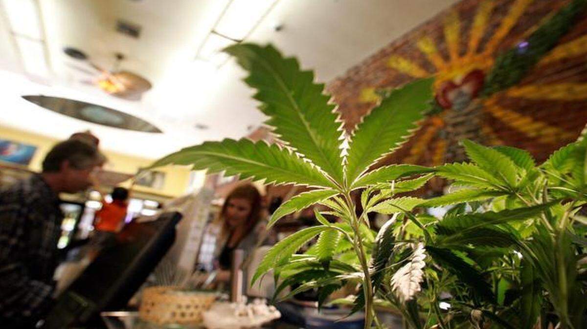 
Medical marijuana plants for sale at a California medical marijuana dispensary.
