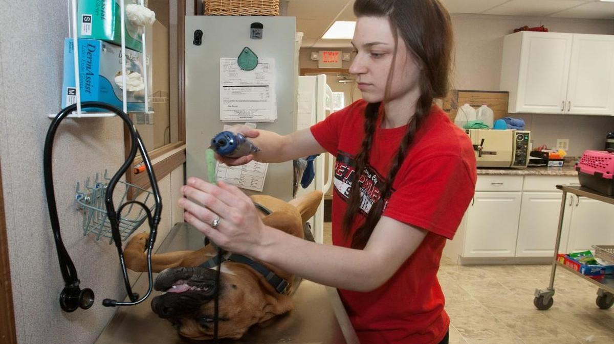 
A new veterinary care center has been added at Kansas City Pet Project, Kansas City’s animal shelter at 4400 Raytown Road, to provide better care for animals that arrive at the shelter sick or injured. Vet tech Haylee Adkins prepared Vance, a boxer mix, who has already been adopted, for neuter surgery Tuesday. City officials agree the clinic is a stopgap solution and they hope to replace the outdated shelter.
